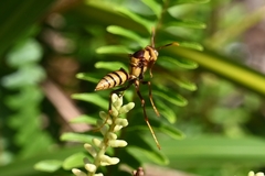 Polistes major major