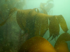 Laminaria hyperborea