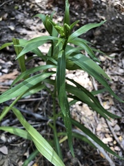 Lilium parryi