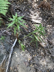 Lilium parryi
