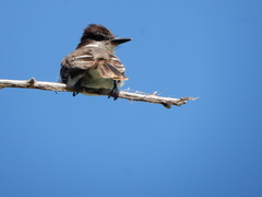 Tyrannus caudifasciatus taylori