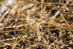 Myrmecaelurus trigrammus