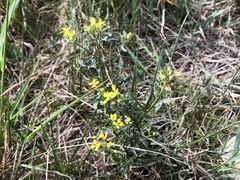 Erysimum crepidifolium