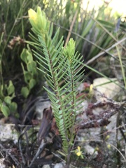 Gnidia galpinii