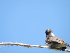Tyrannus caudifasciatus taylori