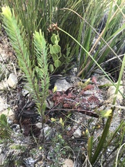 Gnidia galpinii