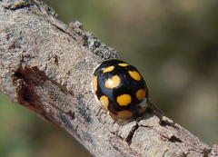 Oenopia lyncea