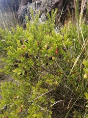 Colpoon compressum