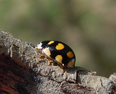 Oenopia lyncea