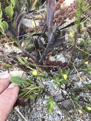 Gnidia galpinii