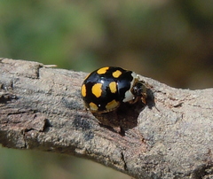 Oenopia lyncea