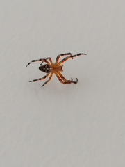 Araneus diadematus