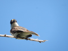 Tyrannus caudifasciatus taylori