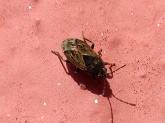 Trapezonotus arenarius