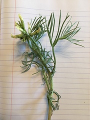 Astragalus pectinatus