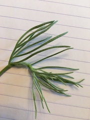 Astragalus pectinatus