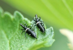 Compsothrips albosignatus