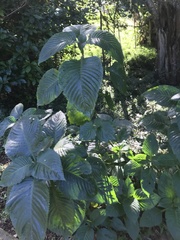 Brillantaisia owariensis