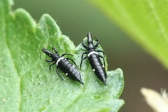 Compsothrips albosignatus