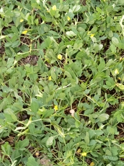 Arachis duranensis