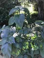 Brillantaisia owariensis
