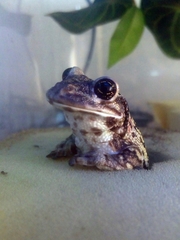 Trachycephalus nigromaculatus