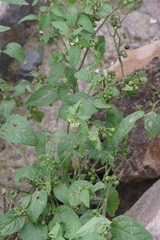 Solanum nigrum