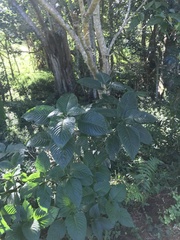 Brillantaisia owariensis