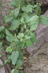 Solanum nigrum
