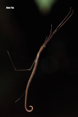 Ariamnes cylindrogaster