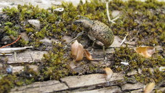 Liophloeus tessulatus