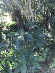 Brillantaisia owariensis