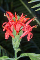 Pachystachys coccinea