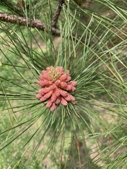 Pinus