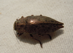 Dicerca berolinensis