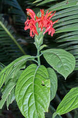 Pachystachys coccinea