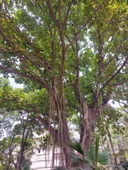 Ficus