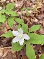 Anemonoides quinquefolia