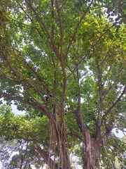 Ficus