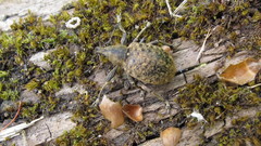 Liophloeus tessulatus