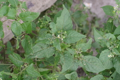 Solanum nigrum