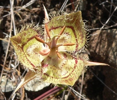 Calochortus tiburonensis