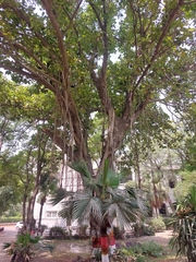 Ficus