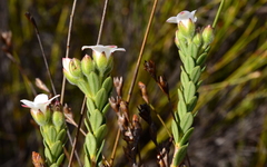 Adenandra odoratissima