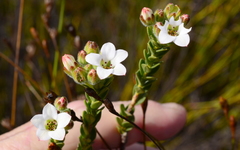 Adenandra odoratissima