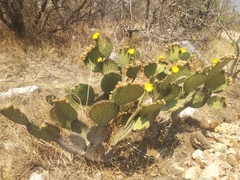 Opuntia huajuapensis
