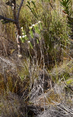 Adenandra odoratissima