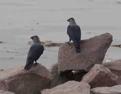 Corvus splendens splendens