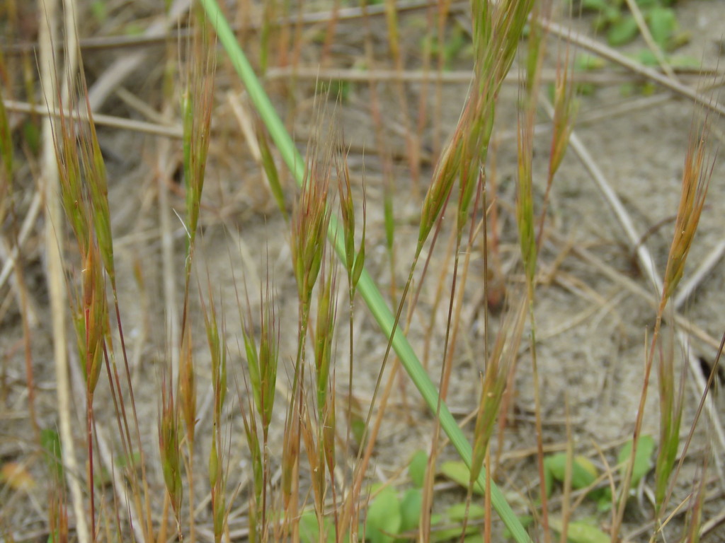 Dune Fescue