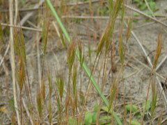 Festuca fasciculata